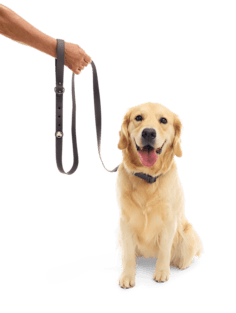 BarkBox Dog Leash